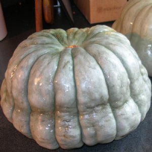 New Zealand Blue Squash Seed