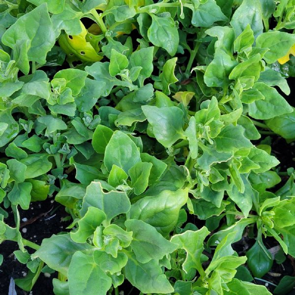 New Zealand Spinach Seed