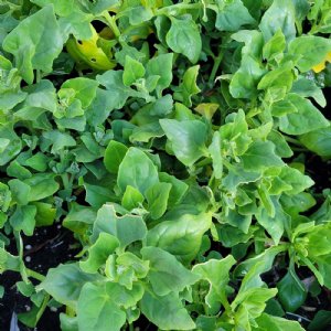 New Zealand Spinach Seed