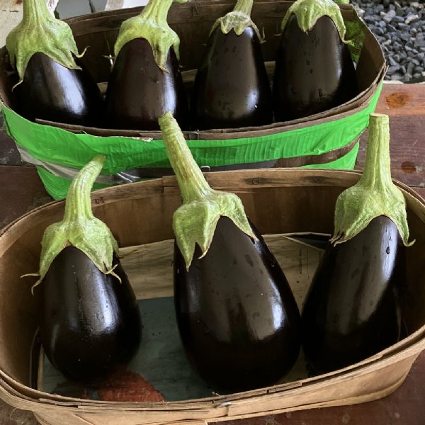 Night Shadow Eggplant Seed