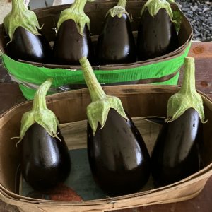 Night Shadow Eggplant Seed