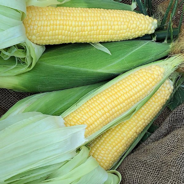 NK-199 Sweet Corn Seed