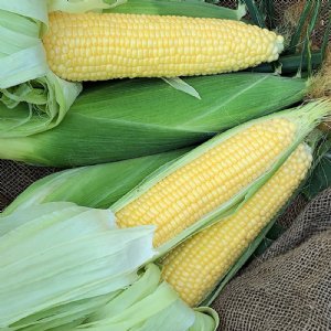 NK-199 Sweet Corn Seed