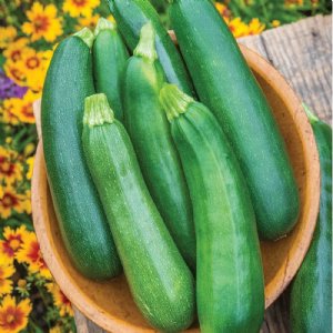 Noche Zucchini Squash Seed