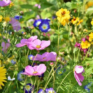 North American Wildflower Mix Seed