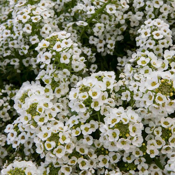 North Face White Alyssum Seed