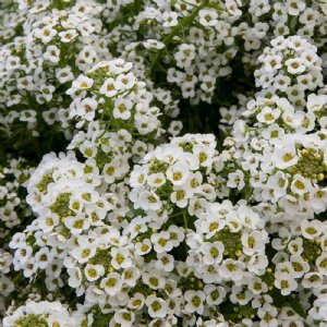 North Face White Alyssum Seed