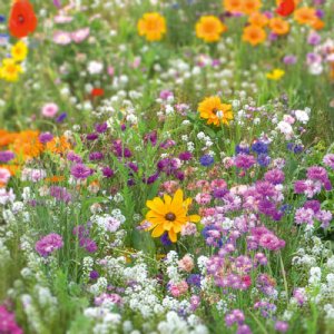 Northeastern Wildflower Mix Seed