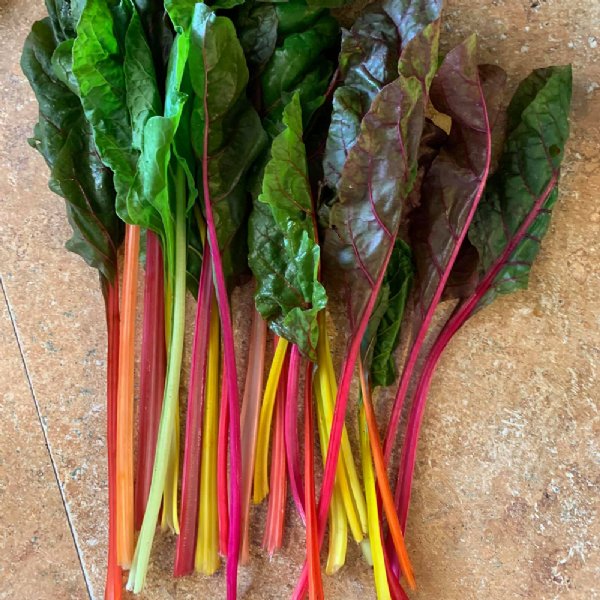 Northern Lights Chard Seed