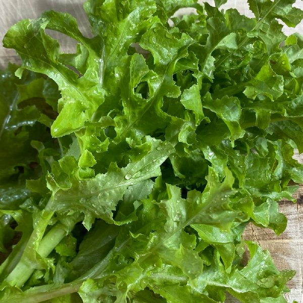 Oakleaf Lettuce Seed