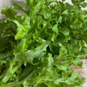 Oakleaf Lettuce Seed