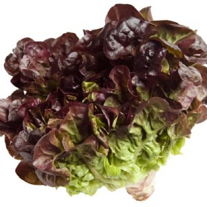 Oakleaf - Red Lettuce Seed