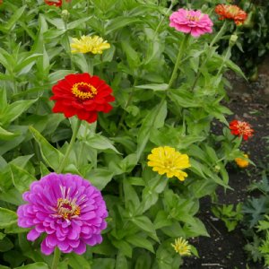 Oklahoma Mix Zinnia Seeds