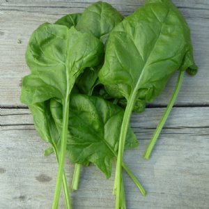 Olympia Spinach Seed