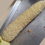 Open Pollinated Sweet Corn Seeds