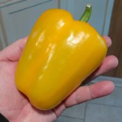 Open Pollinated Sweet Pepper Seeds