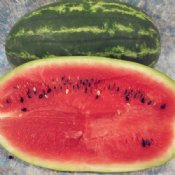 Open Pollinated Watermelon Seeds