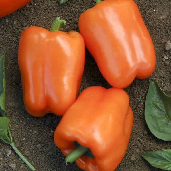 Orange Blaze Pepper Seed