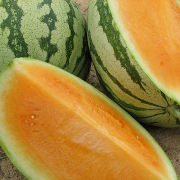 Orange Crisp Watermelon Seed