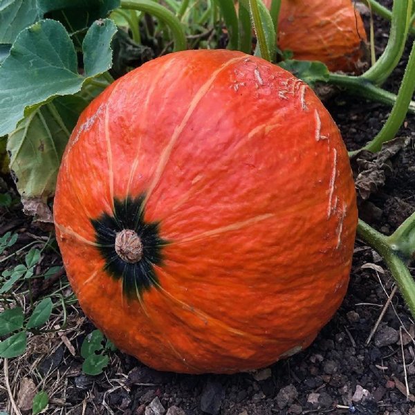 Orange Dawn Squash Seed