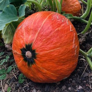 Orange Dawn Squash Seed