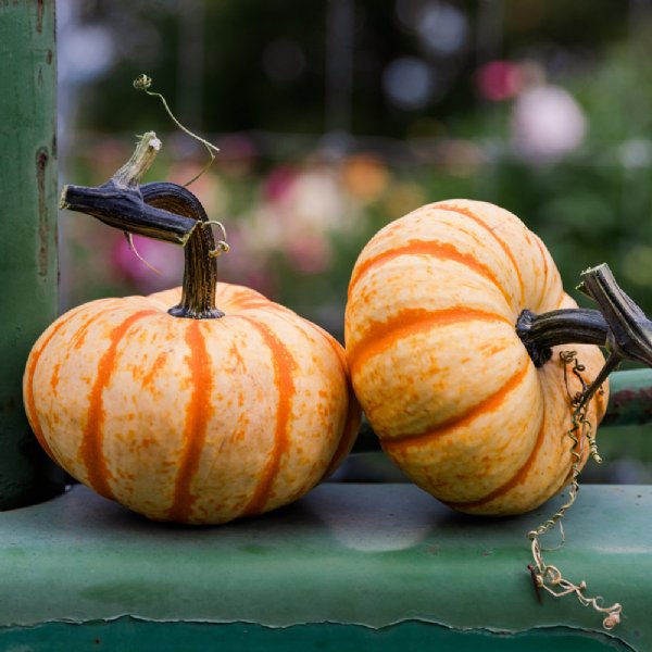 Orange Peel F1 Pumpkin Seed