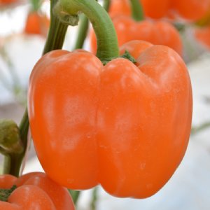 Orange Sun Pepper Seed