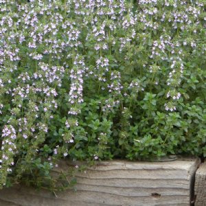 Oregano Italian Seed