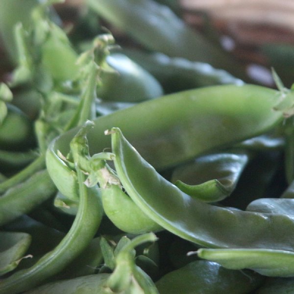 Oregon Giant Pea Seed