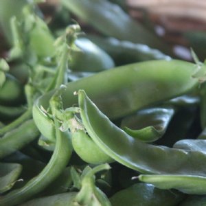 Oregon Giant Pea Seed