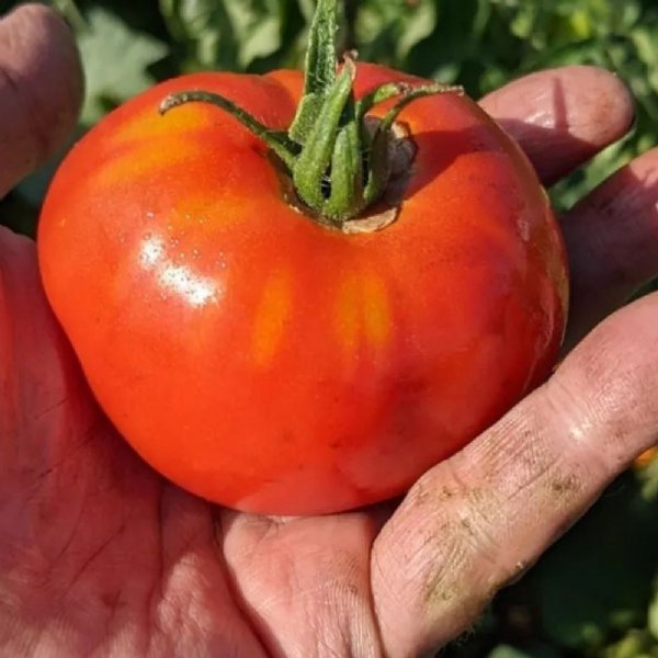 Oregon Spring Tomato Seeds