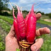 Oriental Radish Seeds