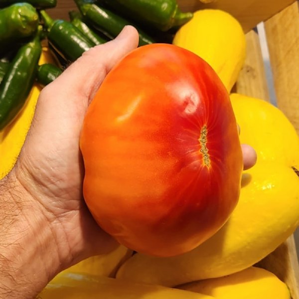 Oxheart Bicolor Striped Tomato Seeds