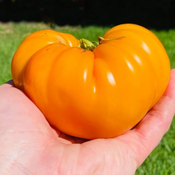 Oxheart Orange Tomato Seeds