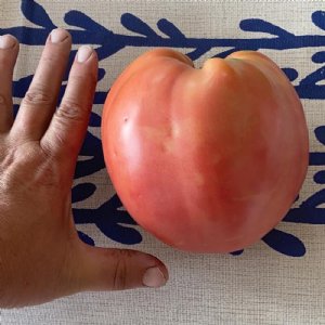 Oxheart Pink Tomato Seeds