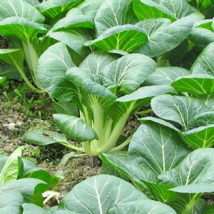 Pak Choi Cabbage Seed