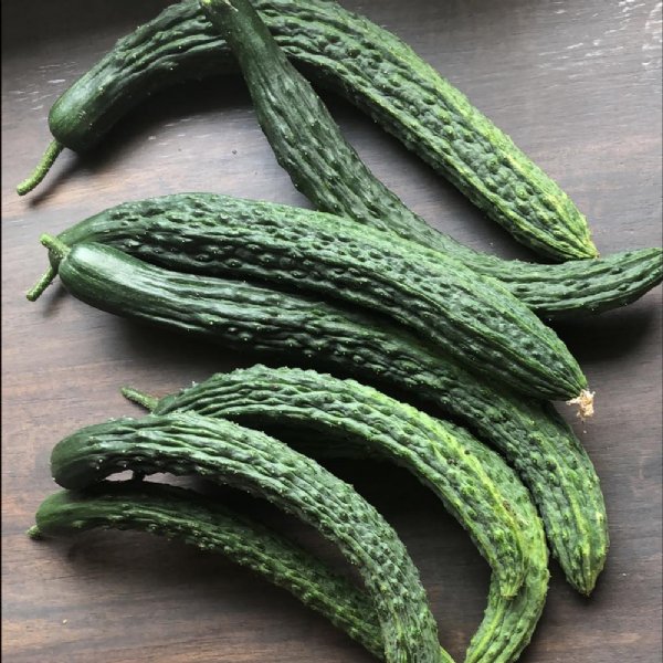 Palace King Cucumber Seed