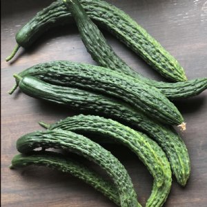 Palace King Cucumber Seed