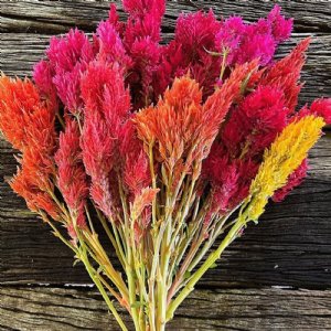 Pampas Mix Celosia Seed 