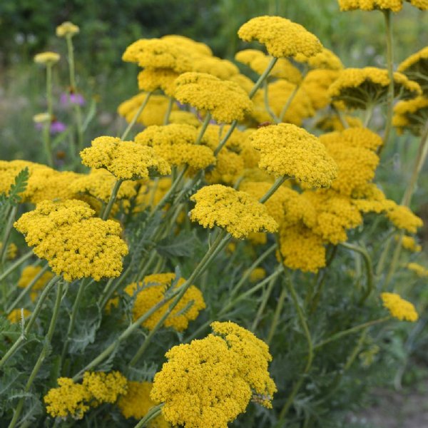 Parkers Yellow Achillea Seed