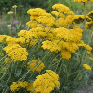 Parkers Yellow Achillea Seed