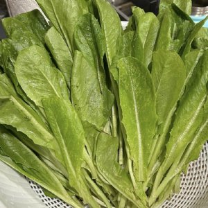 Parris Island Cos Lettuce Seed