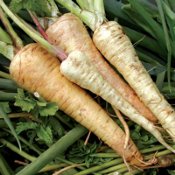 Parsnip Seeds