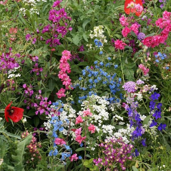 Partial Shade Wildflower Mix Seed