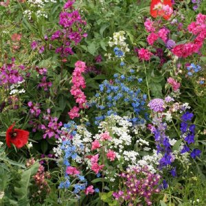 Partial Shade Wildflower Mix Seed