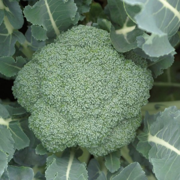 Patron Broccoli Seed