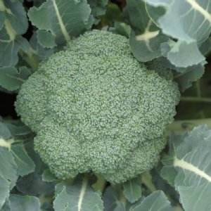 Patron Broccoli Seed