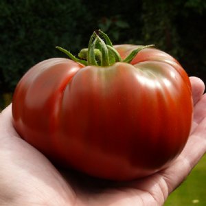 Paul Robeson Tomato Seeds