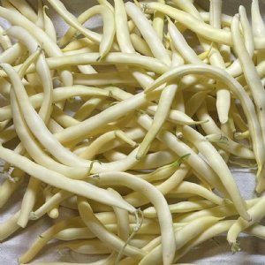 Pencil Pod Wax Bean Seed