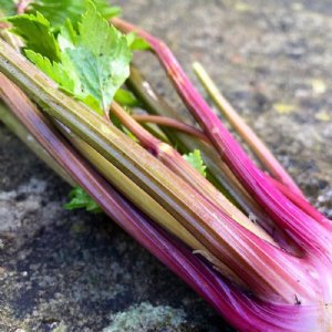 Peppermint Stick Celery Seed